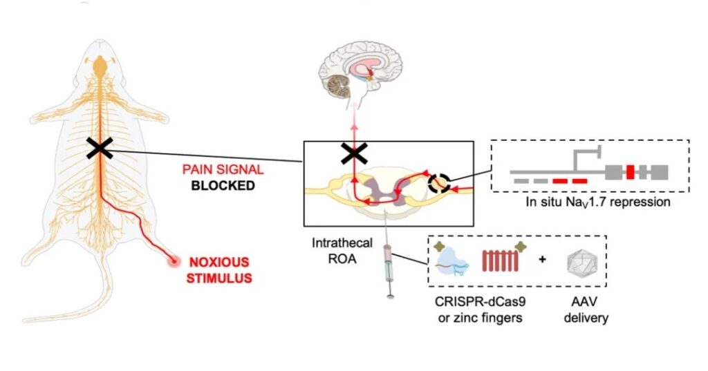 Terapia génica contra el dolor