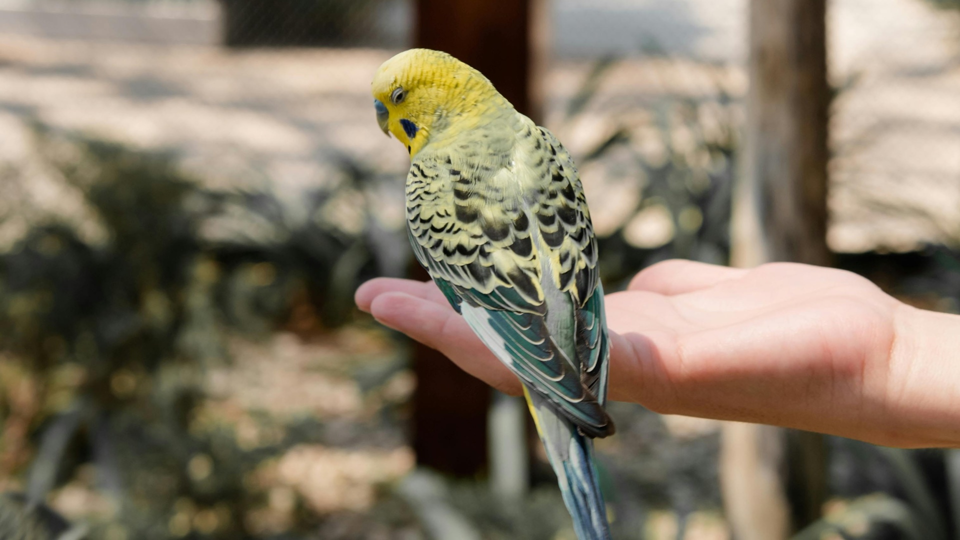 turismo ornitológico