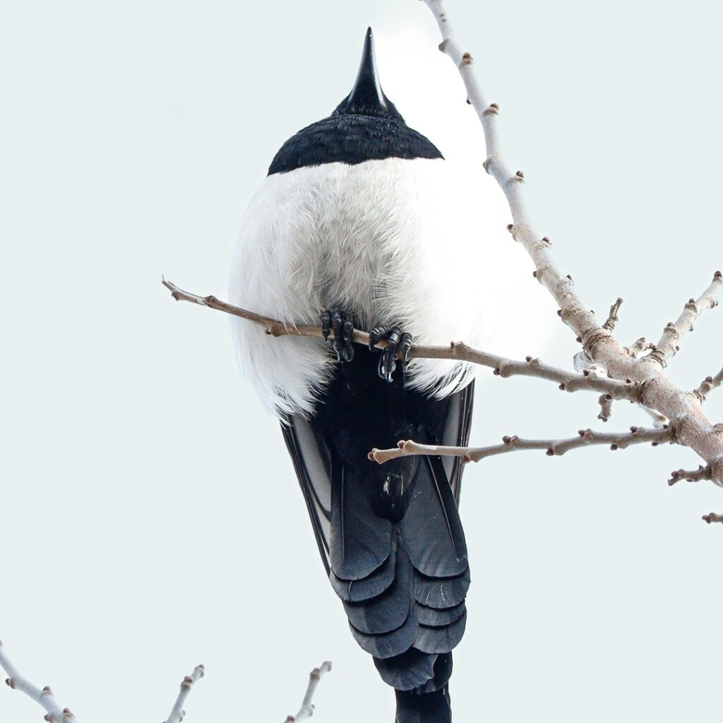 turismo ornitológico