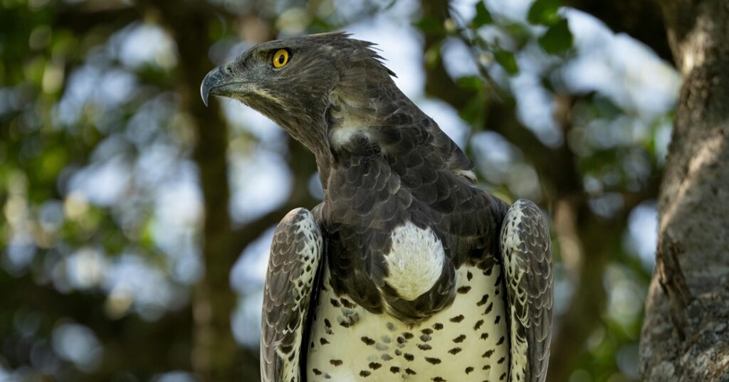turismo ornitológico