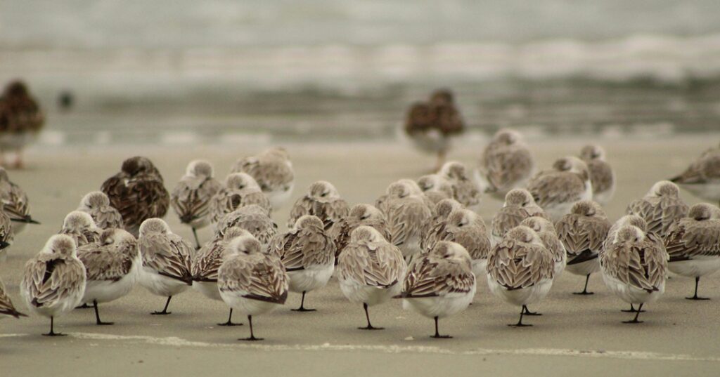 turismo ornitológico