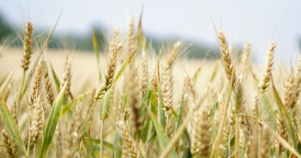 JORNADA CIENTÍFICA FRANCO PANAMEÑA