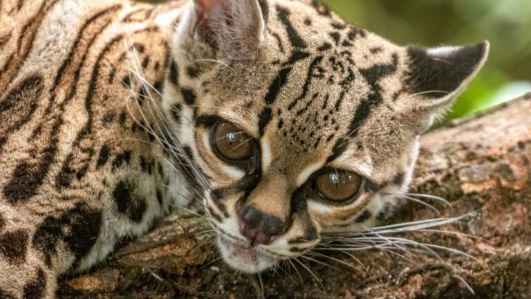 Felinos panameños