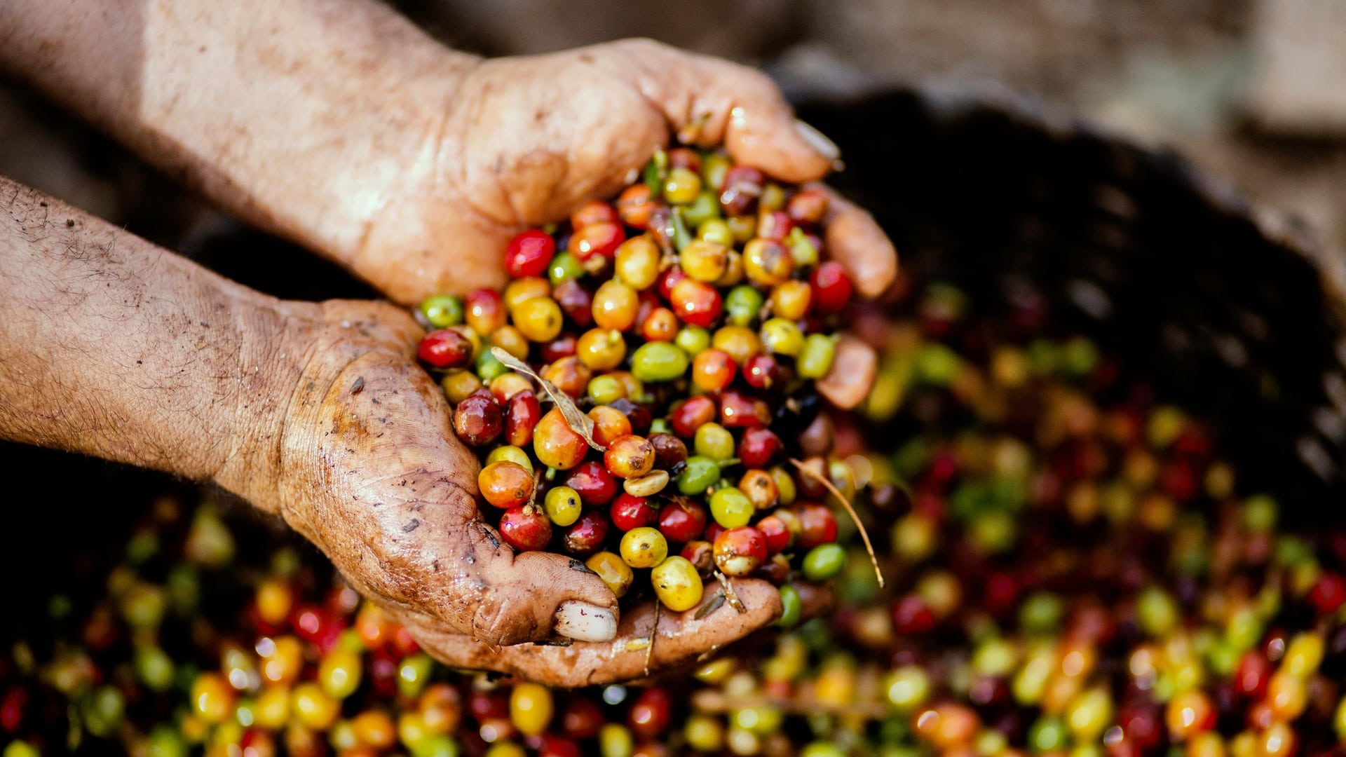 Estrategia Agropecuaria de CAF
