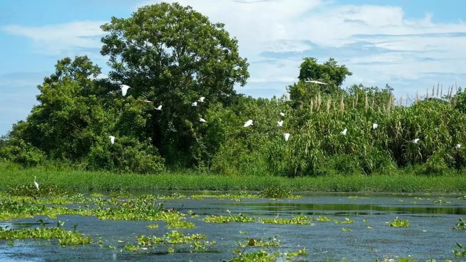 Humedal San San-Pond Sak
