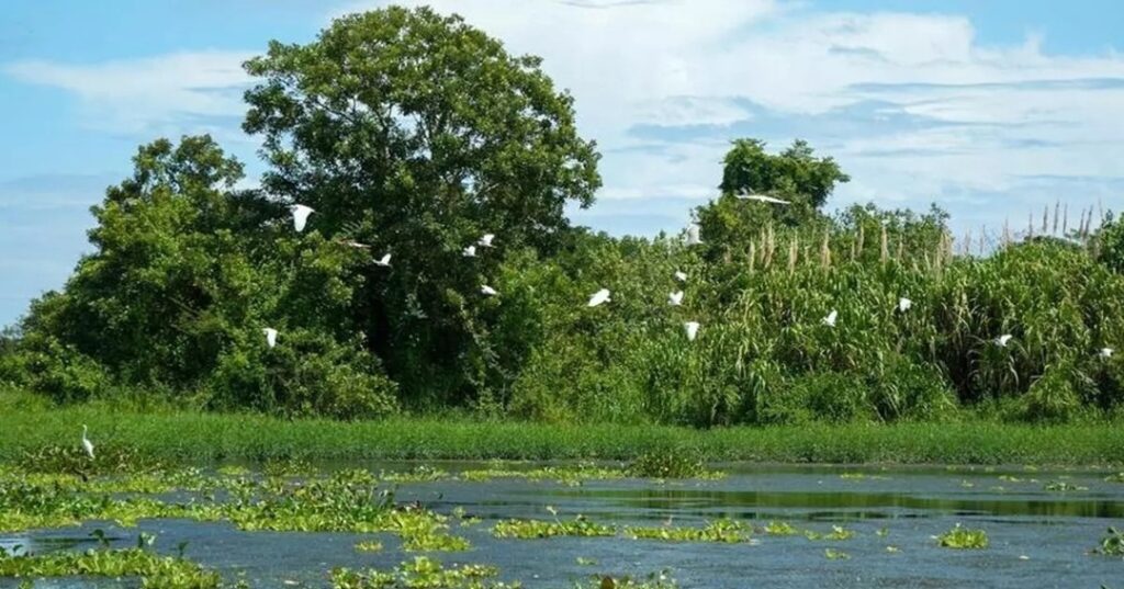 Humedal San San-Pond Sak