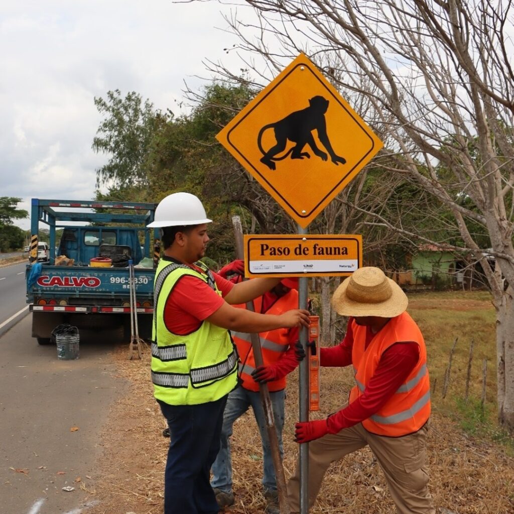 pasos aéreos para la fauna silvestre