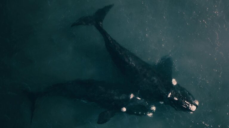 Cacería de ballenas cancelada