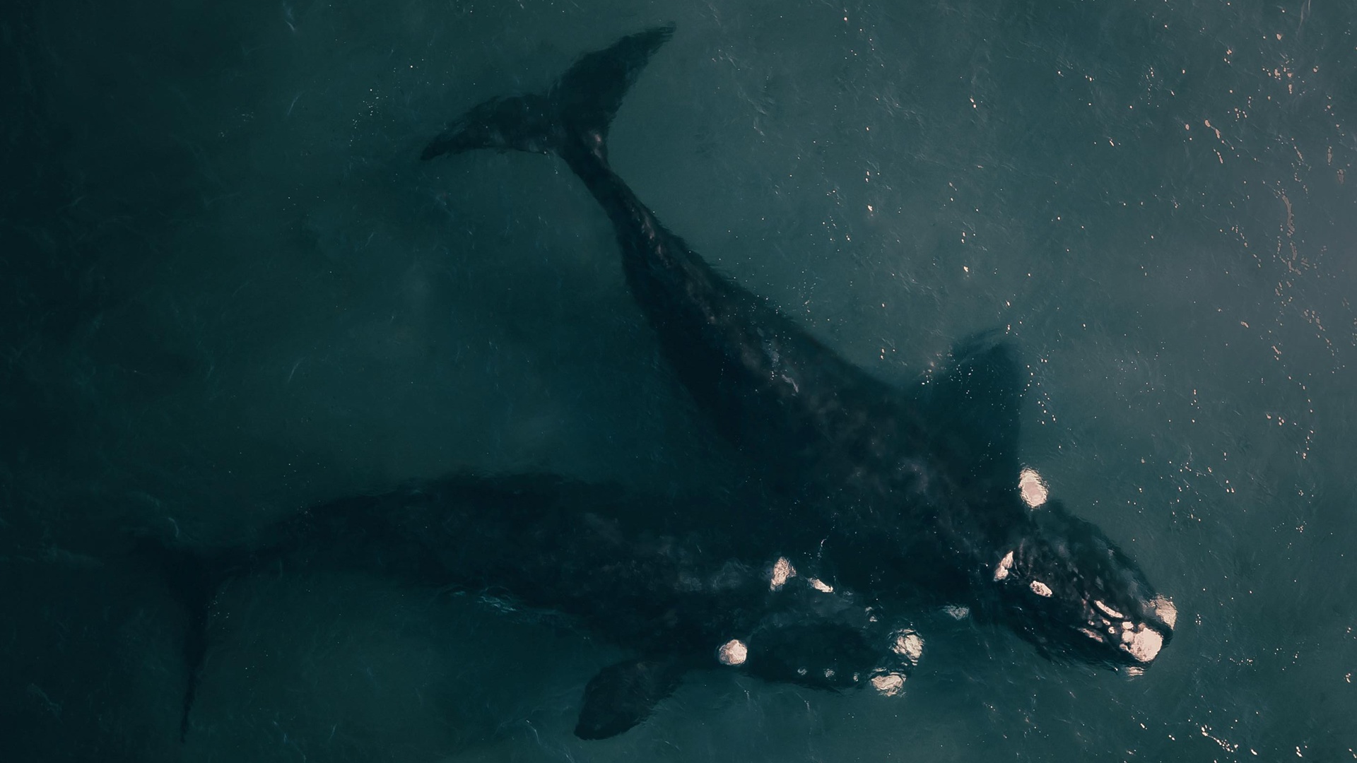 Cacería de ballenas cancelada