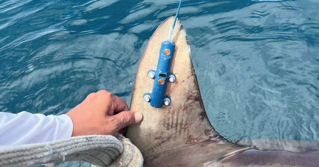 Monitoreo satelital marino