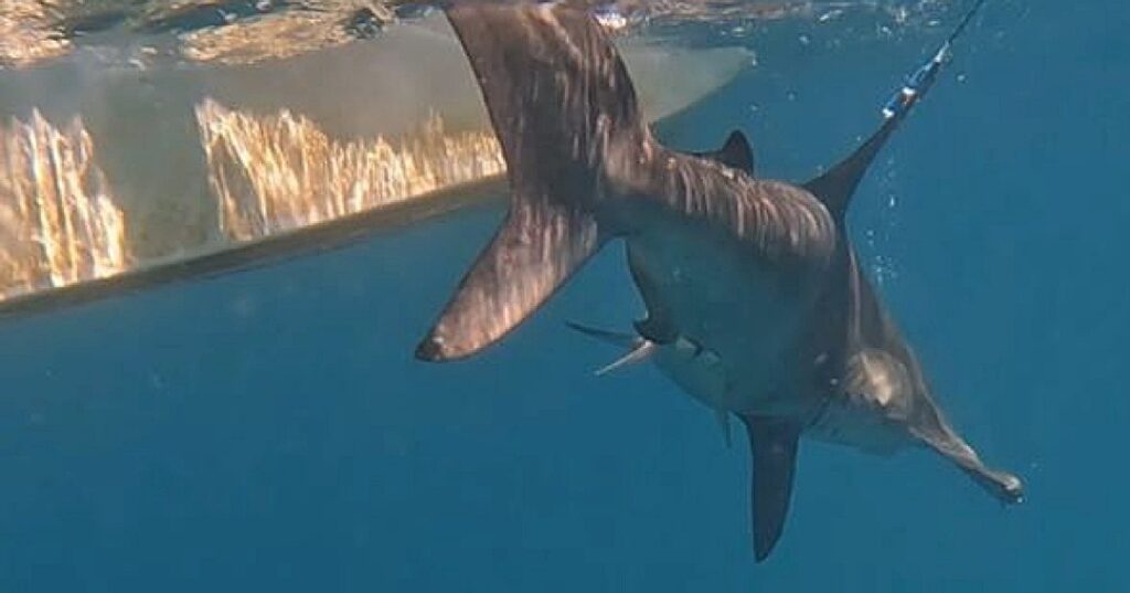 Monitoreo satelital marino