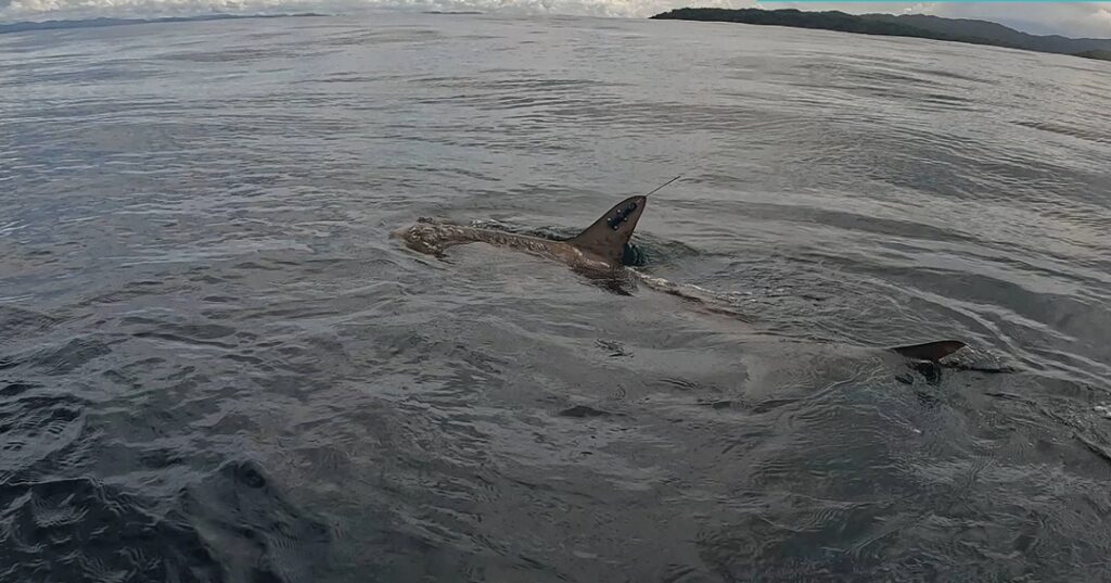 Monitoreo satelital marino