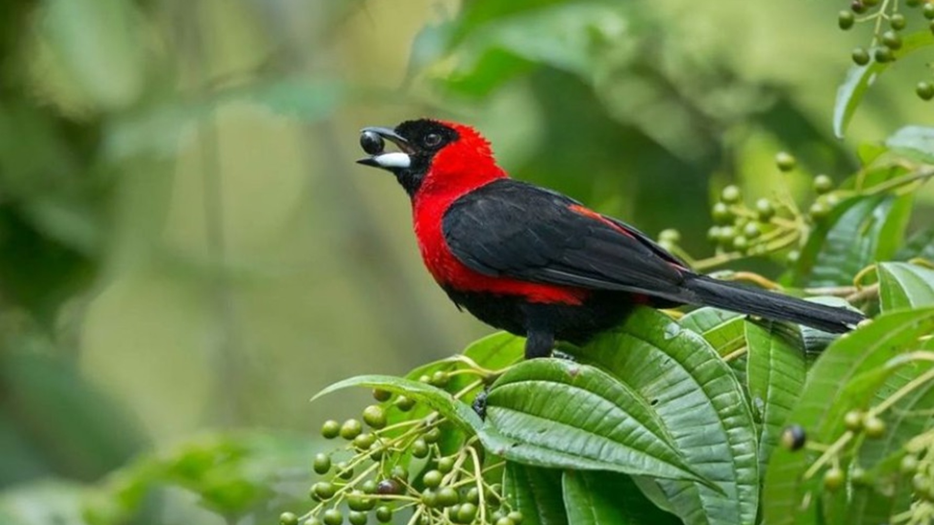 tángara enmascarada