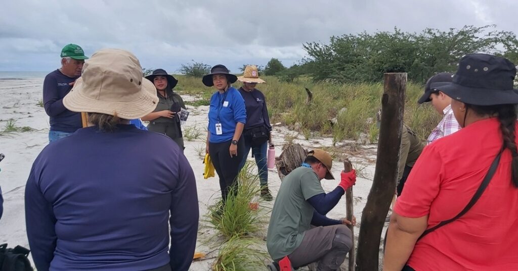 tortugas marinas en Punta Chame
