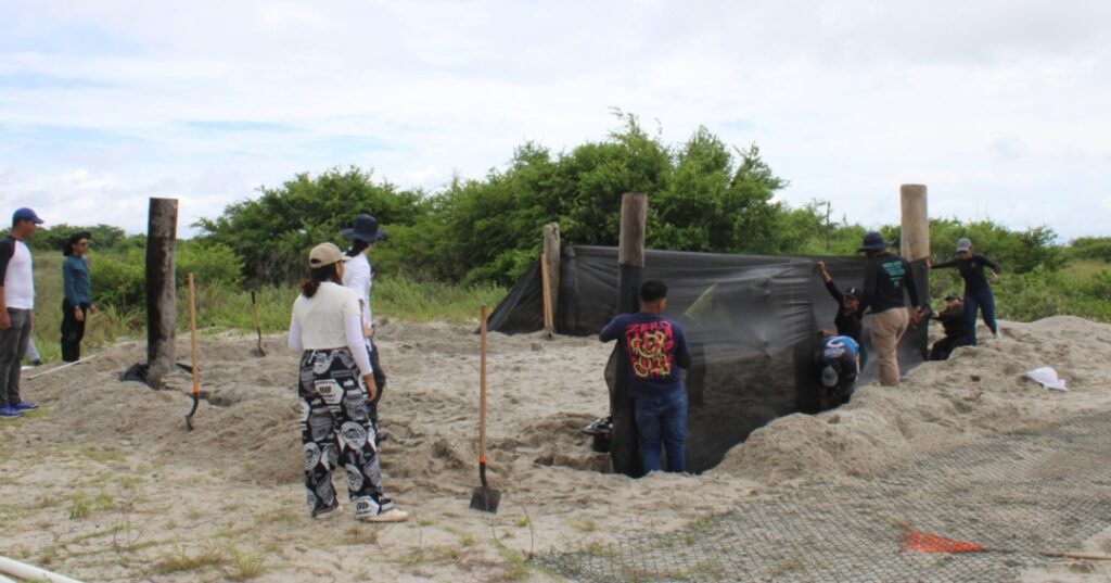 tortugas marinas en Punta Chame