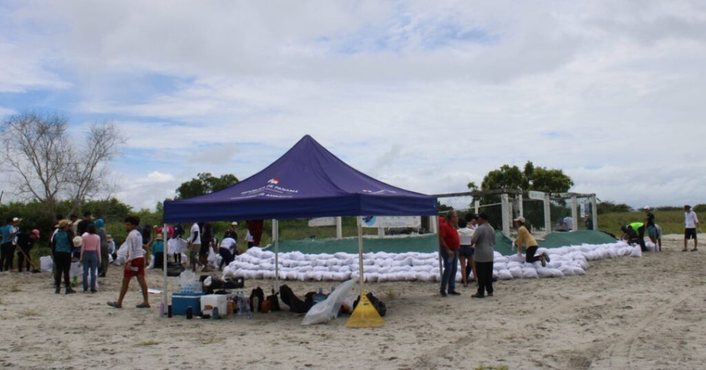 tortugas marinas en Punta Chame