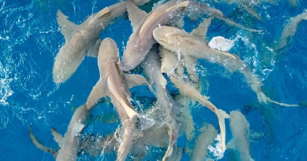 Tratado de Marrakech