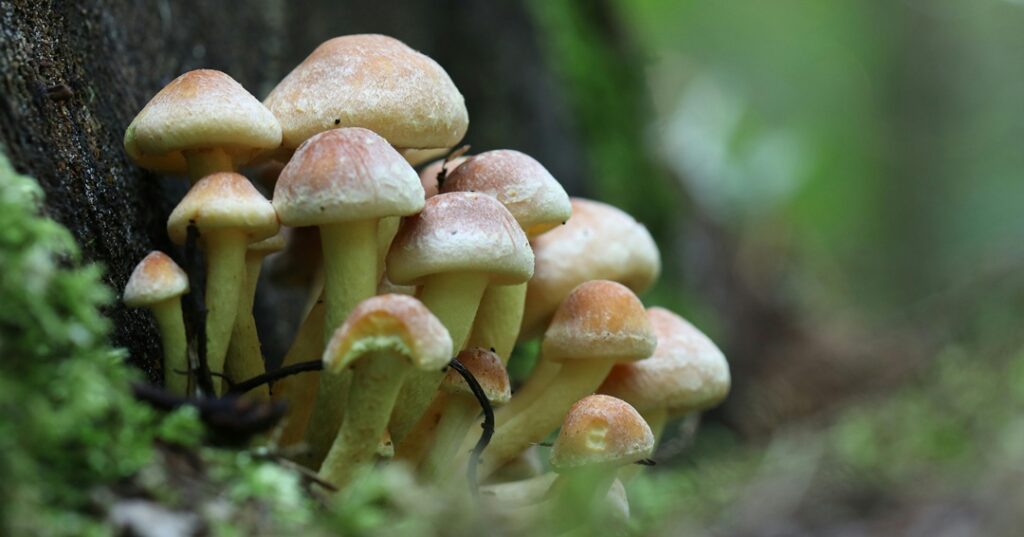 biomateriales sustentables