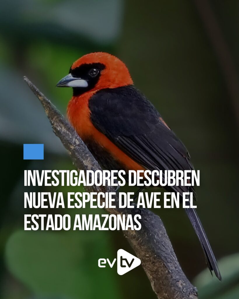 tángara enmascarada