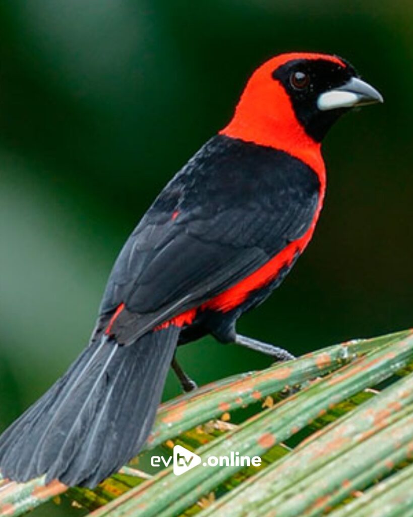 tángara enmascarada