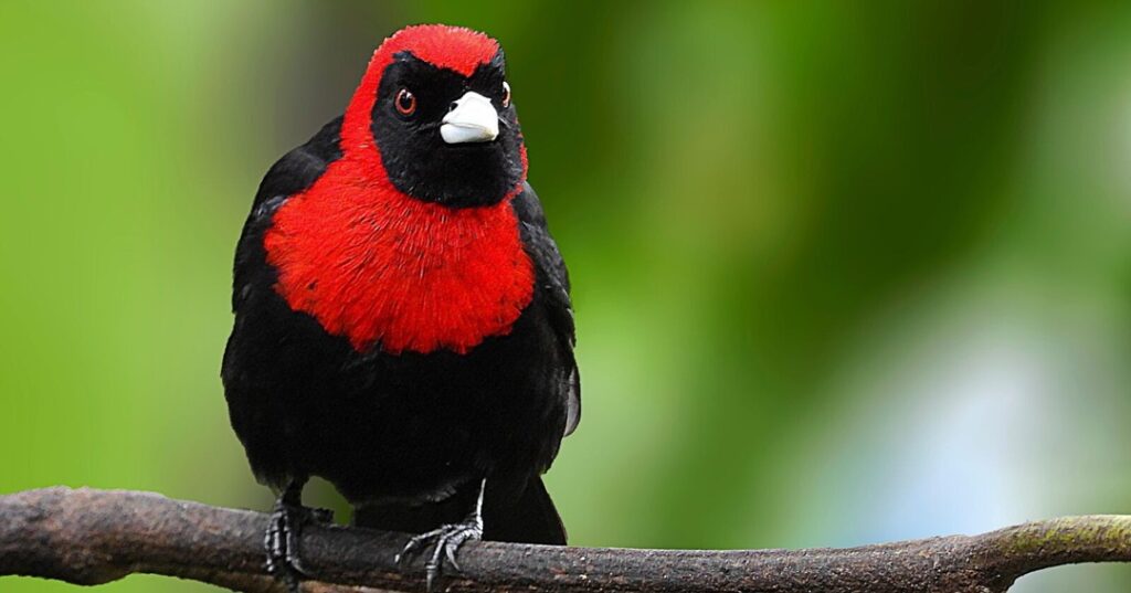 tángara enmascarada