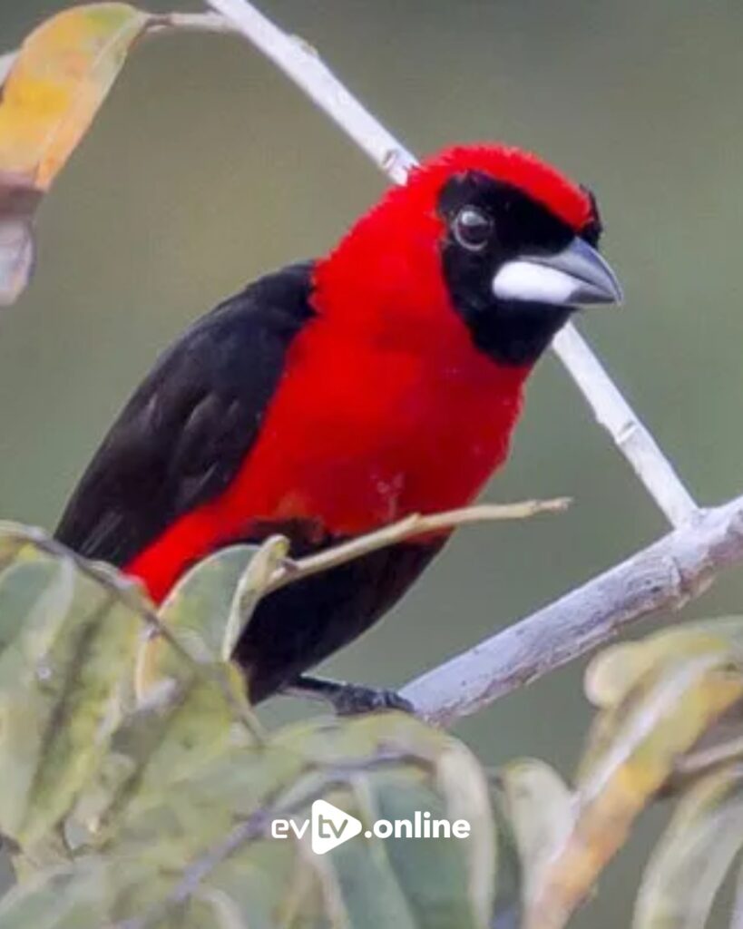 tángara enmascarada