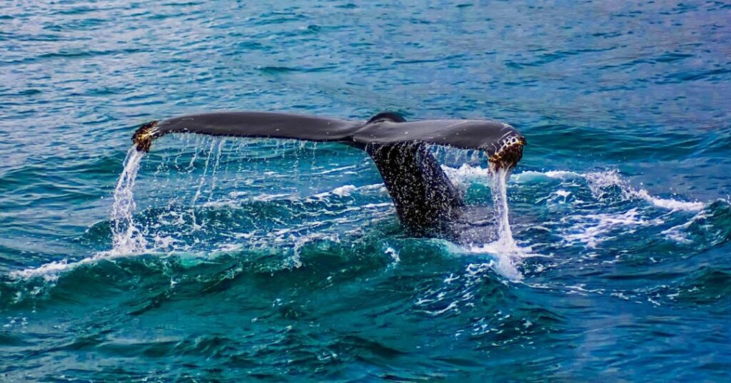 Avistamiento de ballenas en Panamá