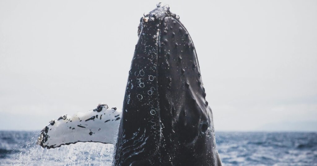 Avistamiento de ballenas en Panamá