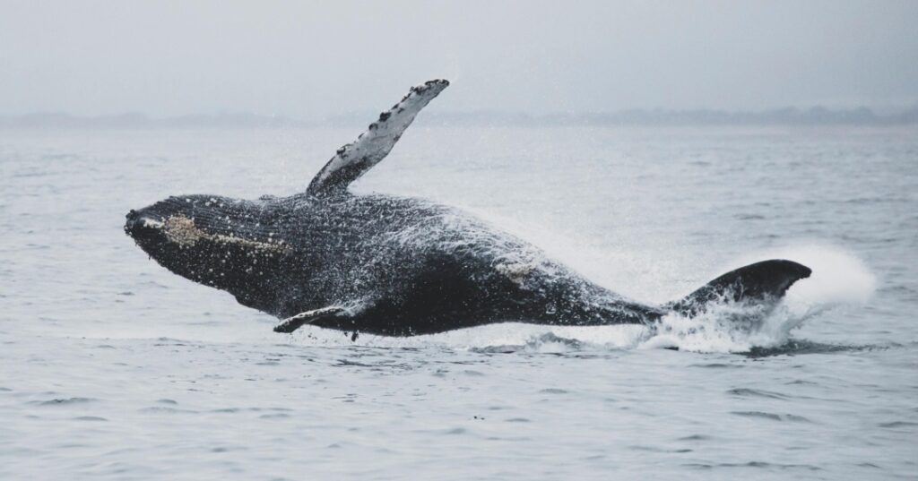 Avistamiento de ballenas en Panamá