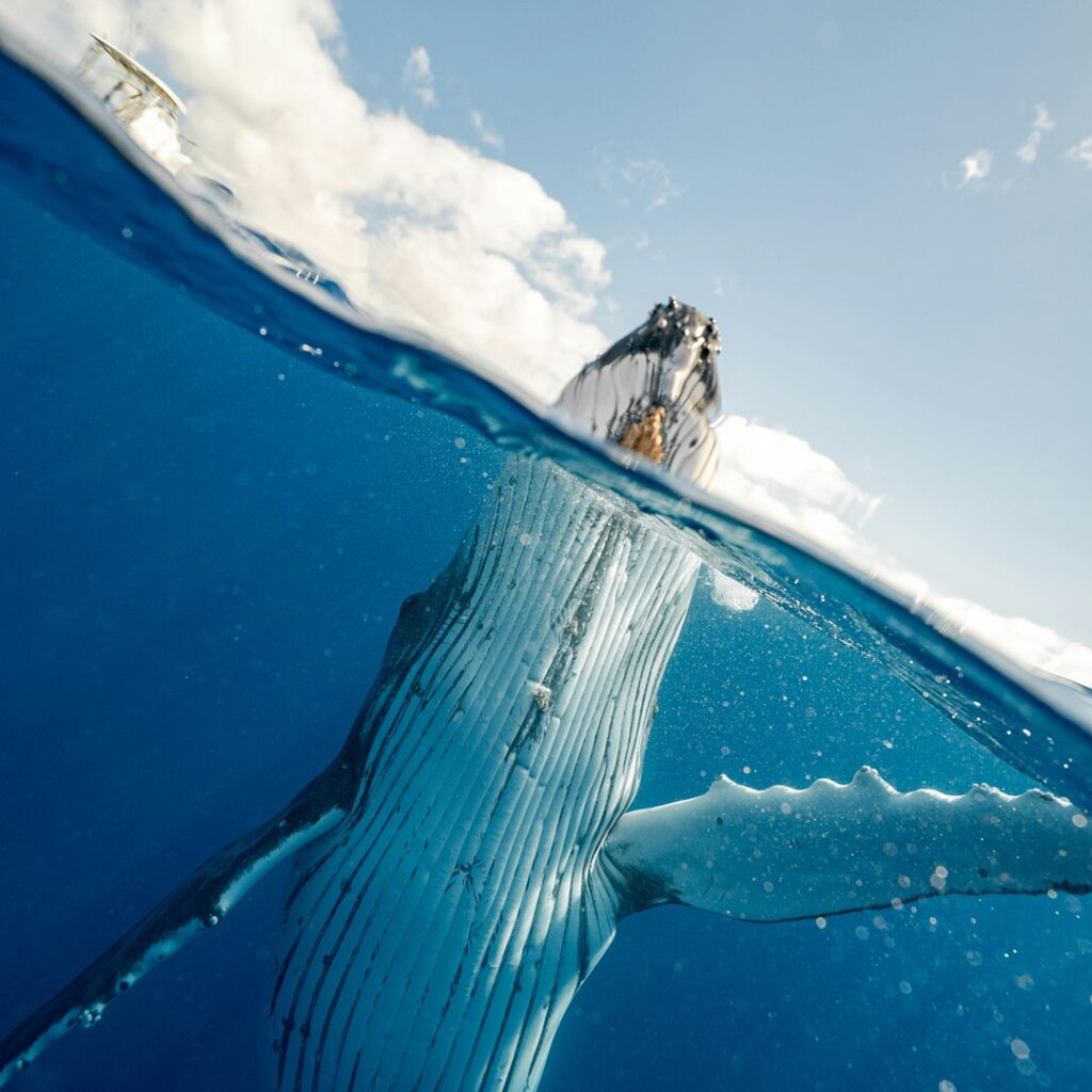 Avistamiento de ballenas en Panamá
