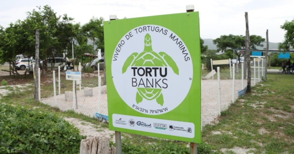 Campaña protección de tortugas marinas