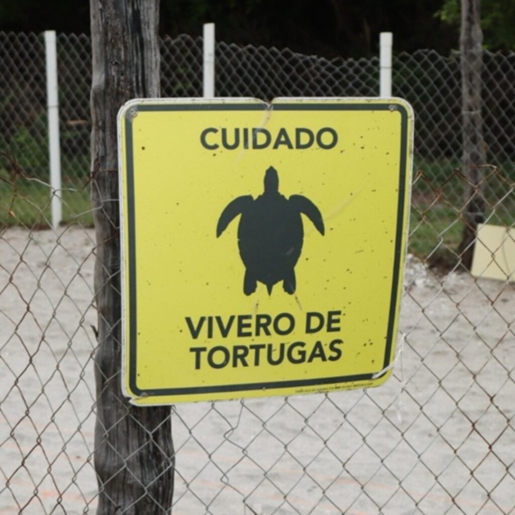 Campaña protección de tortugas marinas