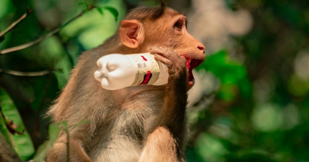 Contaminación por plásticos