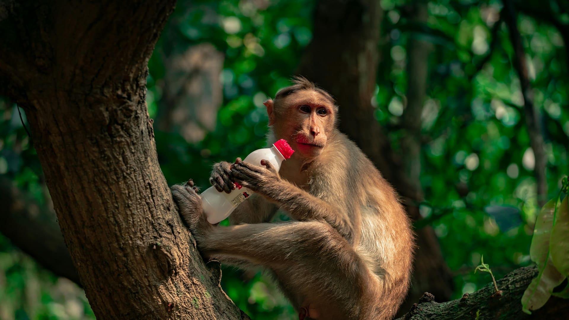 Contaminación por plásticos