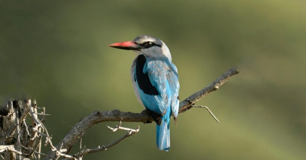 Panamá en el Global Bird Fair