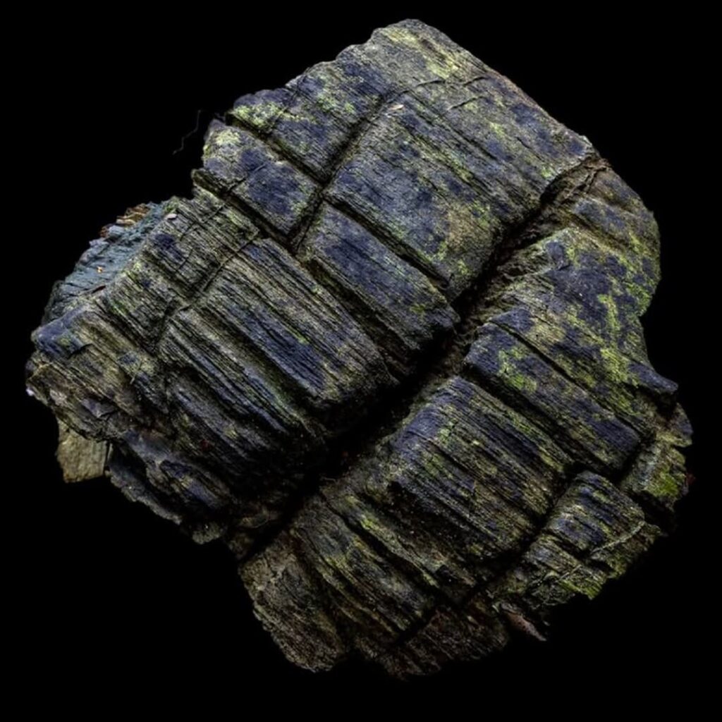 Bosque de manglar en Barro Colorado