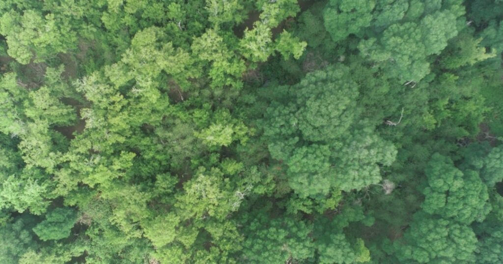 Investigación sobre manglares