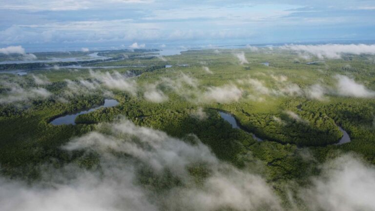 Bosque de manglar en Barro Colorado