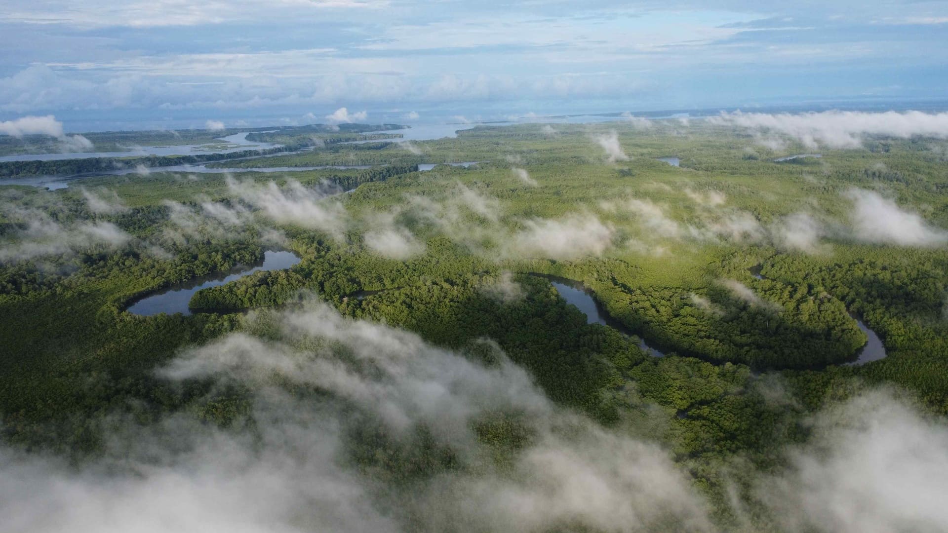 Bosque de manglar en Barro Colorado