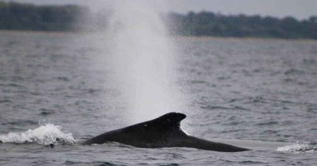 Monitoreo de fauna marina