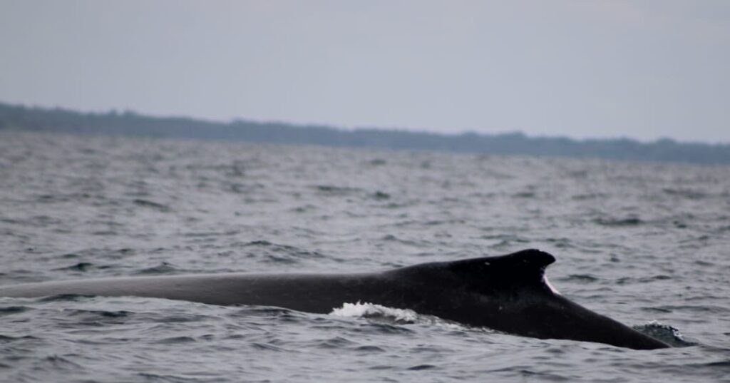 Monitoreo de fauna marina