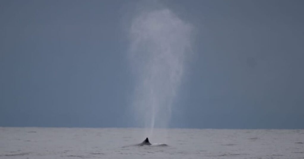 Monitoreo de fauna marina