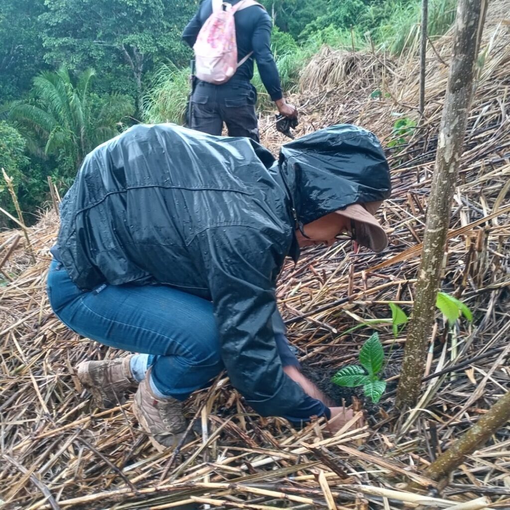 Reforestación en Panamá
