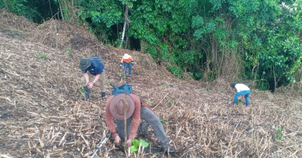 Reforestación en Panamá
