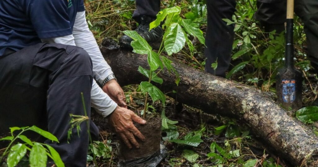 Reforestación en Panamá