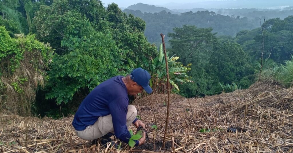 Reforestación en Panamá