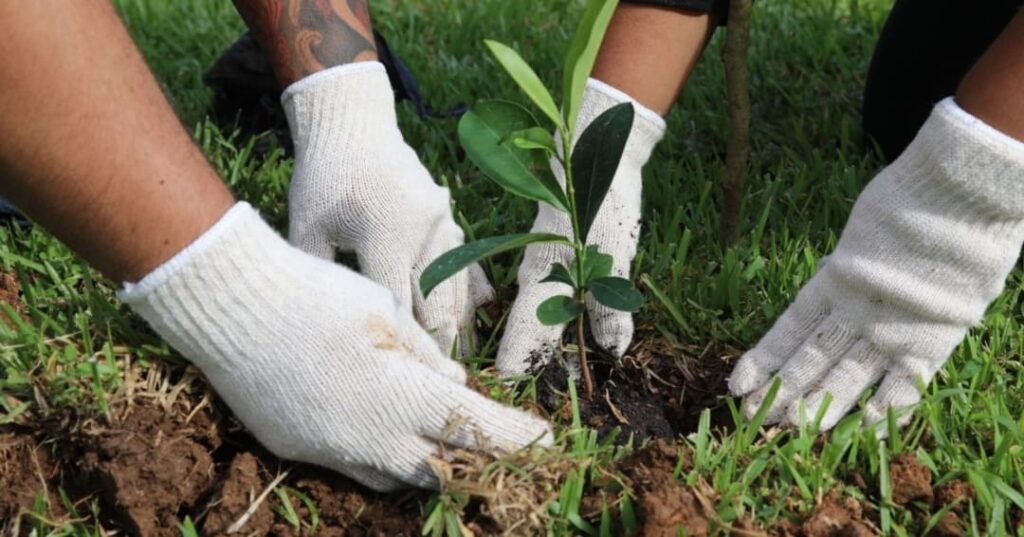 Restauración de suelos en Panamá