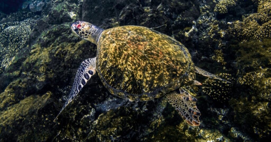 Santuario nacional de tortugas