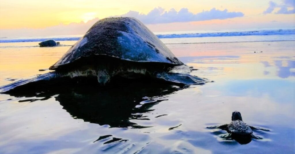 Santuario nacional de tortugas