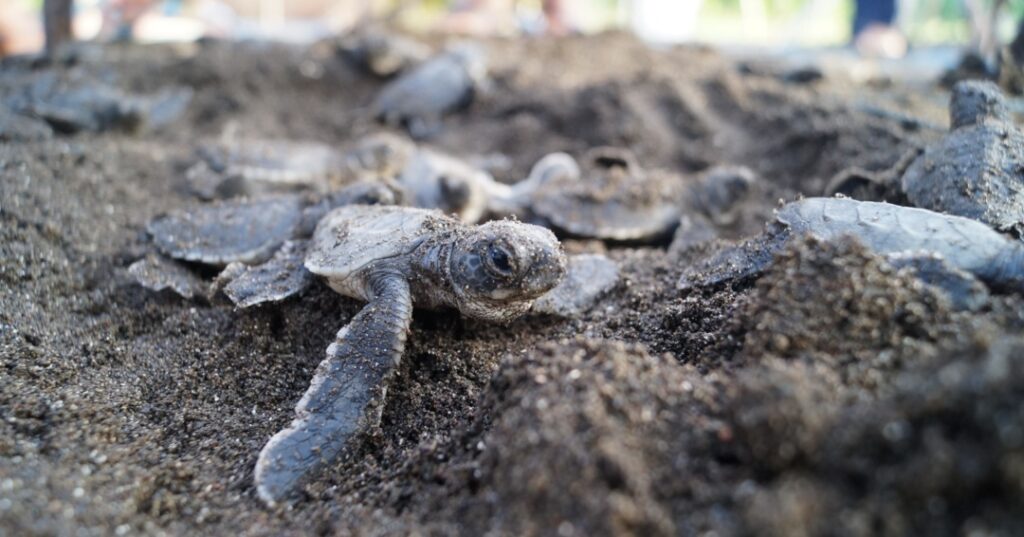 Santuario nacional de tortugas